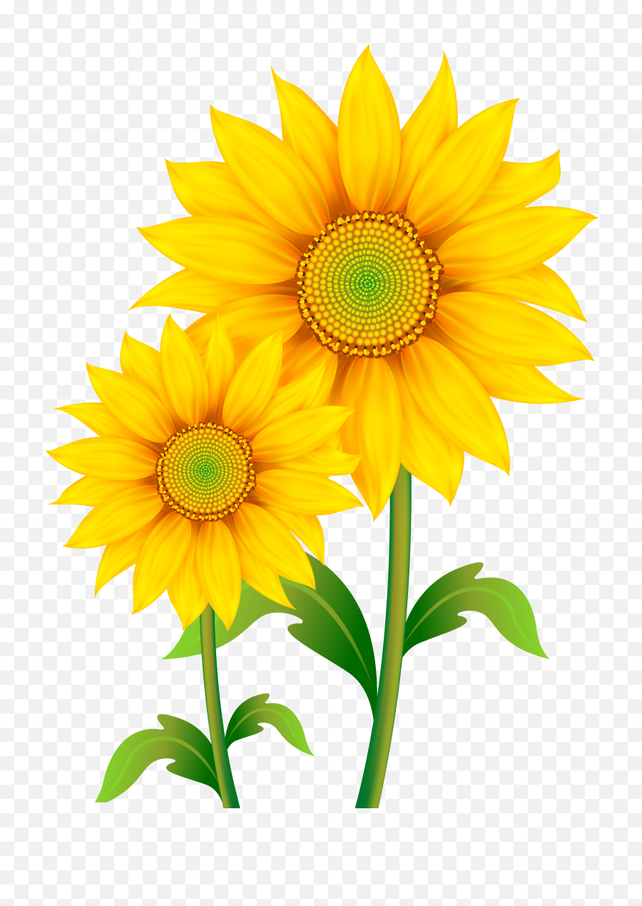 Sunflowers Png Transparent Images All - Sun Flower Clipart Png,Flower Cartoon Png