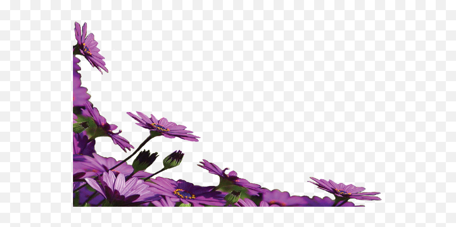 Index Of - Flower Border Png,Purple Flower Border Png