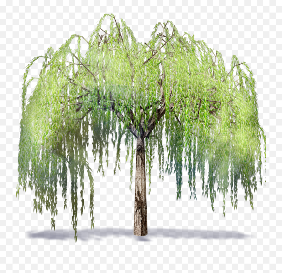 Download Willowtree - Willow Tree Transparent Background Png,Willow Tree Png