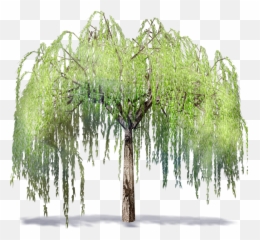 Download Willowtree - Willow Tree Transparent Background Png,Willow Tree Png