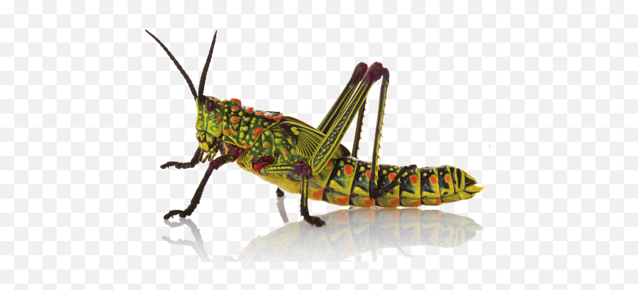 Insect Png Hd - Phymateus Viridipes,Insects Png