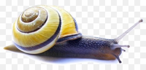 Snail Video Servers Carlo Tuzza - Video Server Png,Snail Png