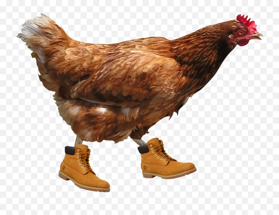 Timbs - Transparent Background Hen Png,Timbs Png