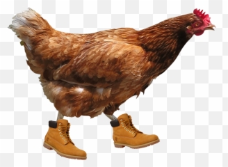 Timbs - Transparent Background Hen png