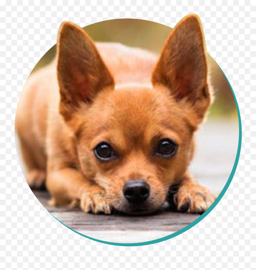 Chihuahua Dog Breeds Breed Information Mad Paws Blog - Dog Chihuahua Png,Doggo Png