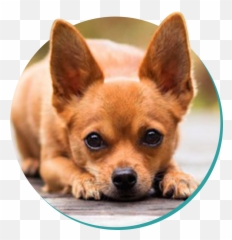 Chihuahua Dog Breeds Breed Information Mad Paws Blog - Dog Chihuahua Png,Doggo Png