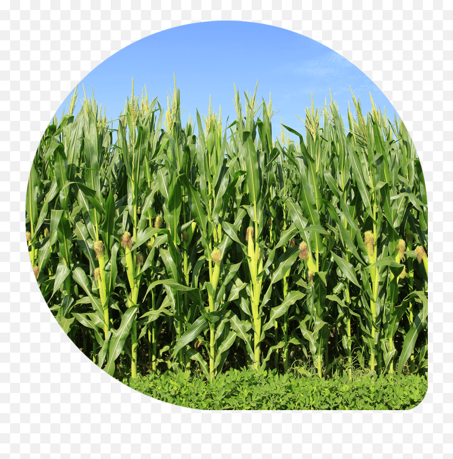 Corn In The Field Png Image - Corn In The Field,Corn Field Png