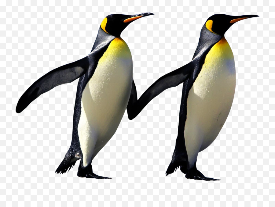 Penguin Png Transparent Images - Penguins Png,Penguin Transparent Background
