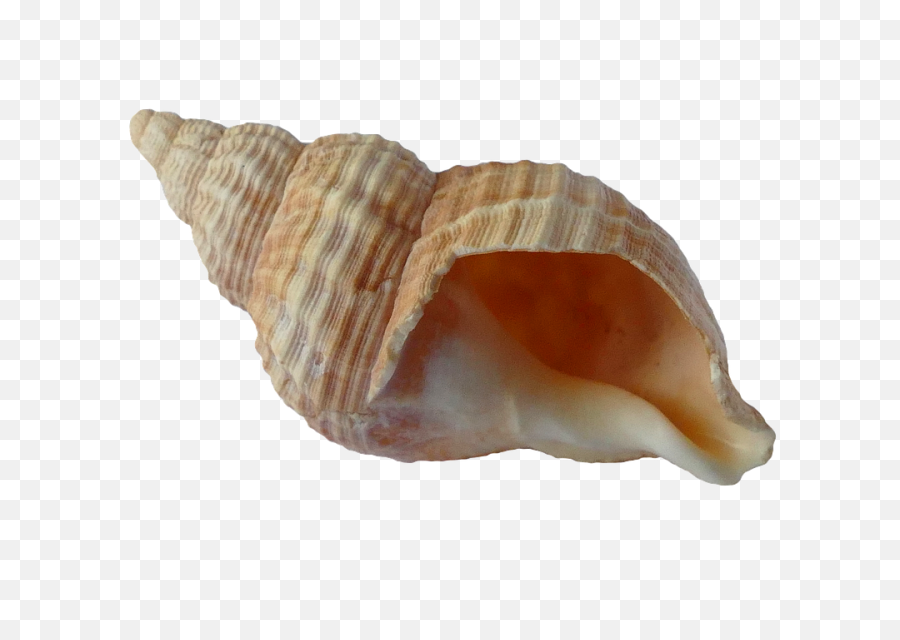 Sea Shells - Transparent Background Png Seashell,Seashell Transparent