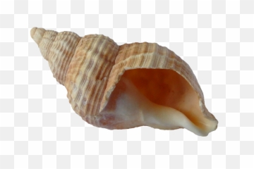 Sea Shells - Transparent Background Png Seashell,Seashell Transparent