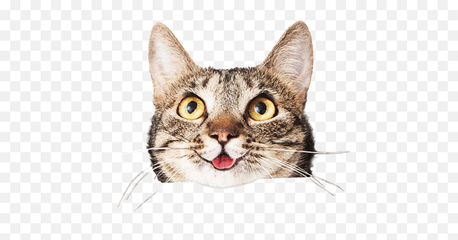 Download Cats Face Png Stock - Cat Adopt,Cat Face Png