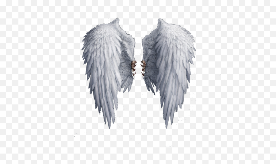 Transparent Background Angel Wing Png - Angel Wings Png,Angel Transparent