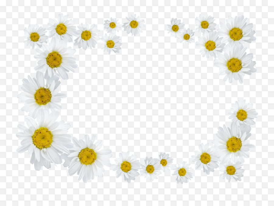Daisy Daisies Frame Png