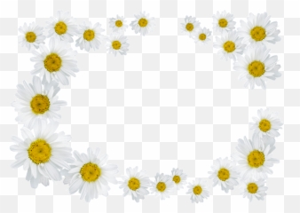 Daisy Daisies Frame Png
