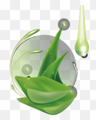 Aloe Vera Gel Png Image File - Aloe Vera Leaf Png,Aloe Vera Png