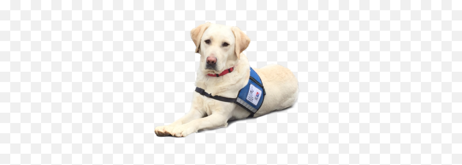 Prison Program - Ksds Assistance Dogs Inc Therapy Dog No Background Png,Dogs Transparent Background