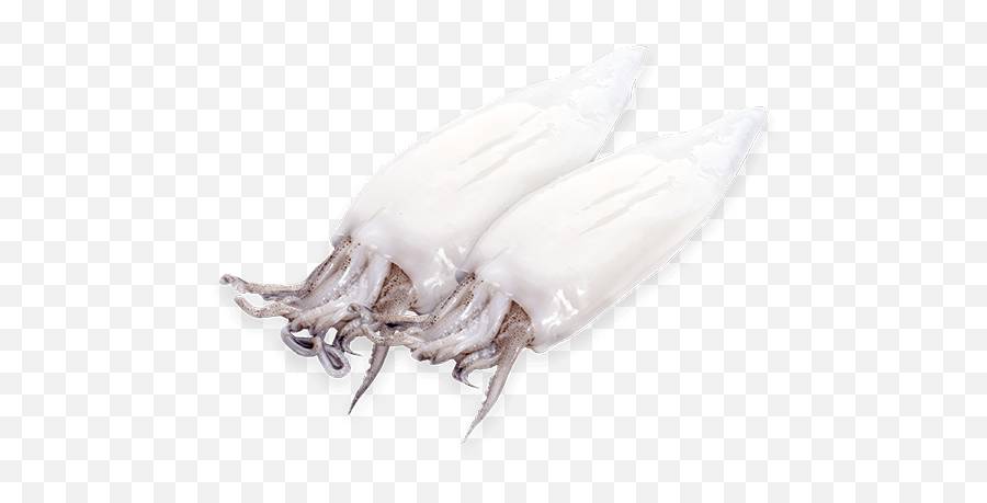 Clean Patagonian Squid U2013 Calamari Trading - Squid Png,Squid Png