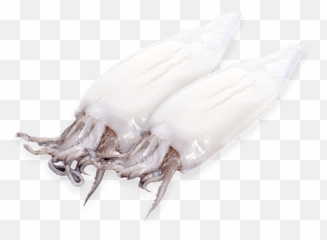Clean Patagonian Squid U2013 Calamari Trading - Squid Png,Squid Png