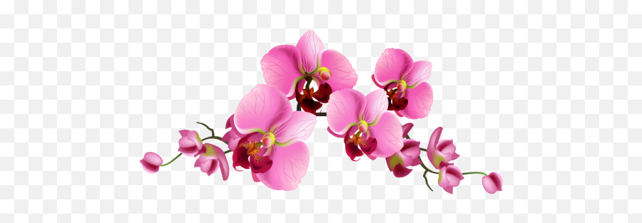 Home Purificacion Orchids - Moth Orchid Png,Orchid Png