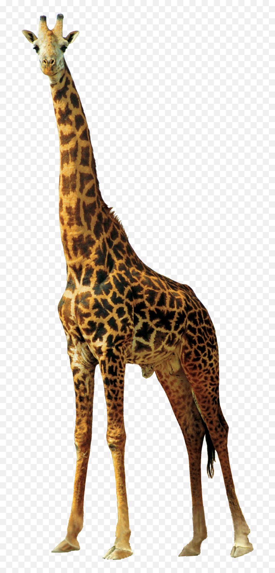 Fullscreen Page - African Animals Transparent Png,Giraffe Transparent