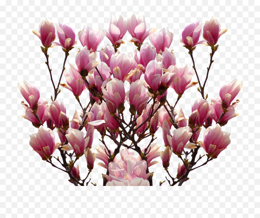Magnolia Png Transparent Image - Magnolia Tulip Flower Clipart,Magnolia Png