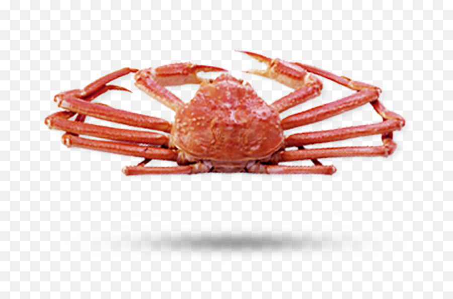 Snow Crab - Snow Crab Png,Crab Legs Png