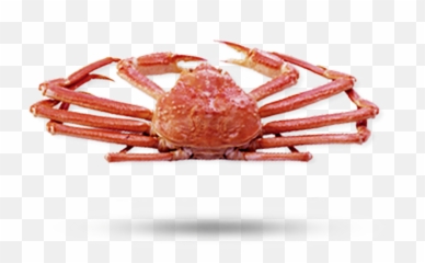 Snow Crab - Snow Crab Png,Crab Legs Png