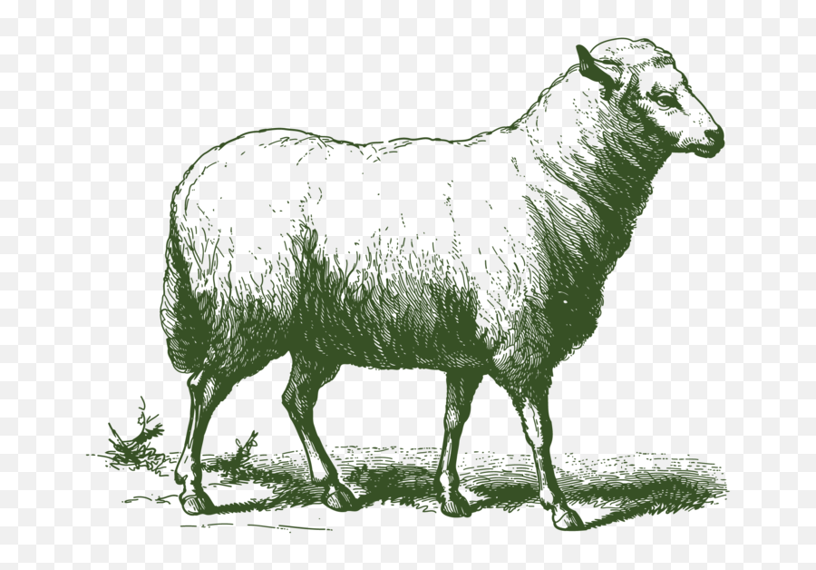 Download Grass Fed Lamb - Vector Of A Sheep Png,Sheep Transparent Background