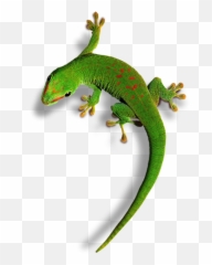 Carolina Anole Png