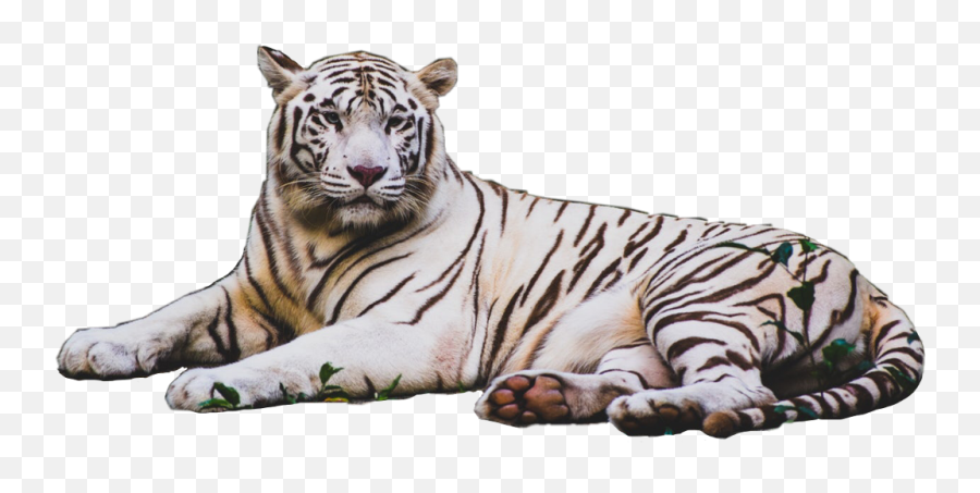 Tiger Stripes Png - Animal Tiger Cat Feline White 4k Wallpaper White Tiger,White Stripes Png