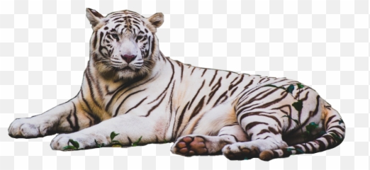 Tiger Stripes Png - Animal Tiger Cat Feline White 4k Wallpaper White Tiger,White Stripes Png