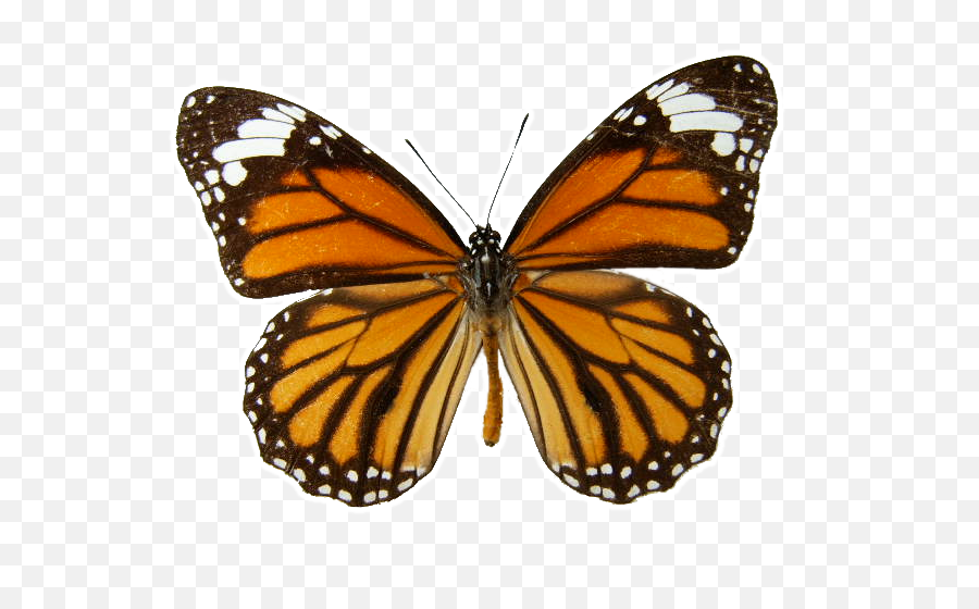 Download Monarch Butterfly Transparent Background - Brown And Orange Butterfly Png,Butterfly Transparent