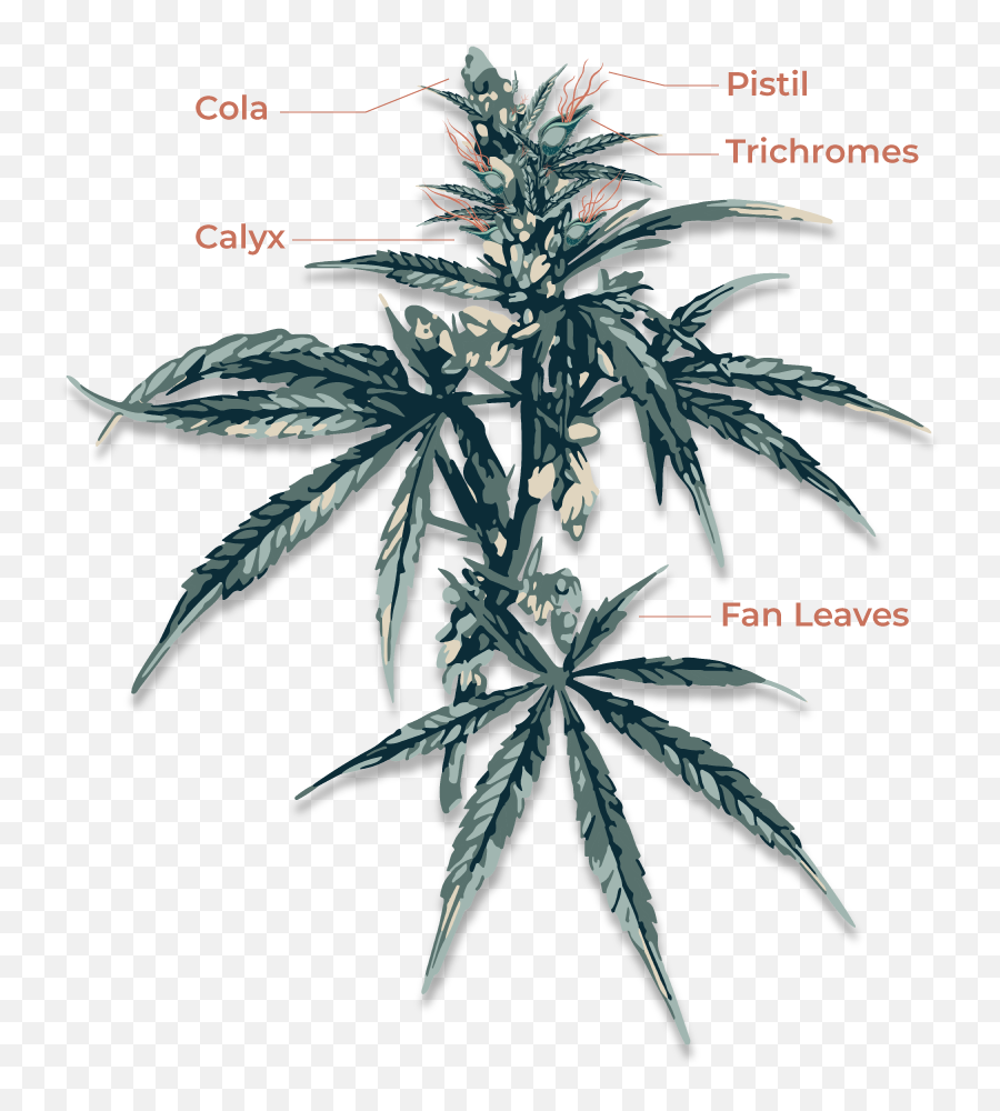 Cannabis Anatomy - Cannabis Anatomy Png,Marijuana Plant Png