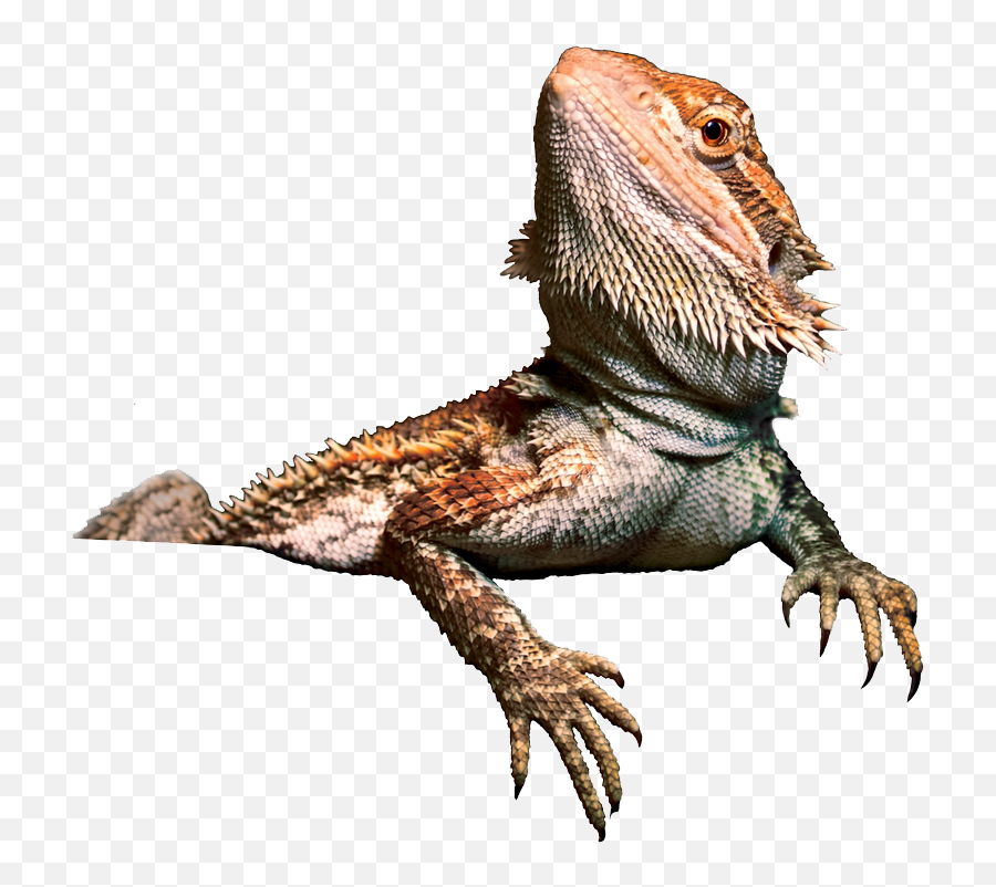 Bearded Dragon Png Transparent Image - Bearded Dragon Png,Komodo Dragon Png