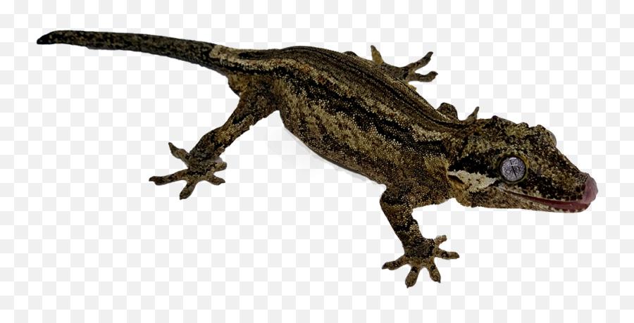Gargoyle Gecko - Gecko Png,Gecko Png