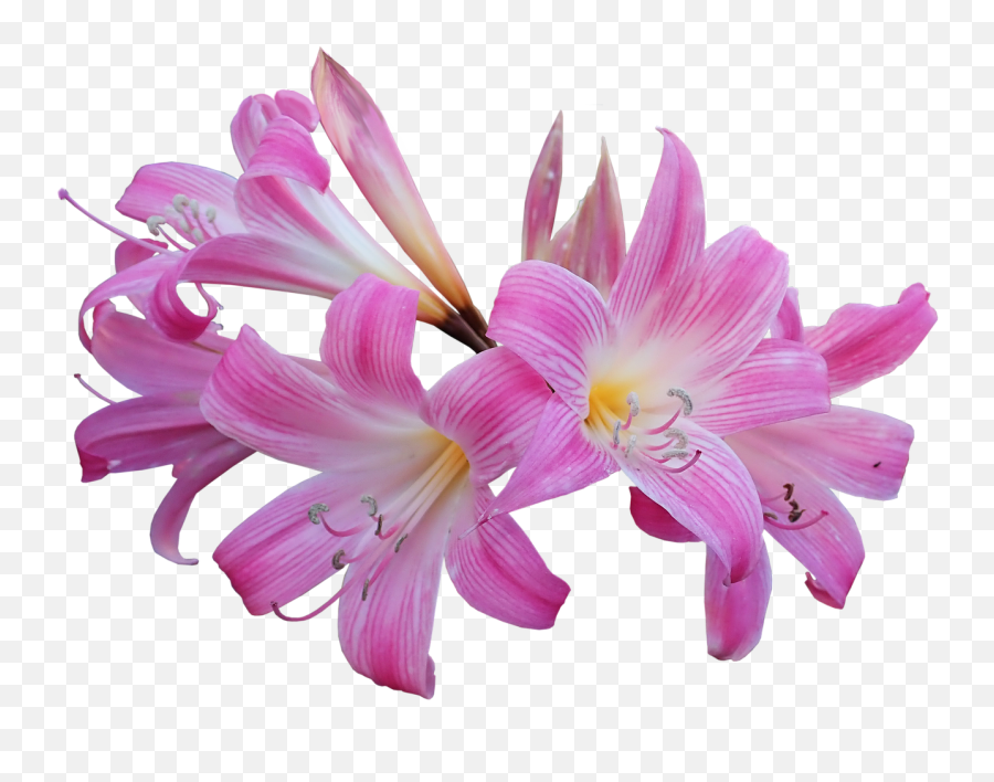 Lily Belladonna Easter - Transparent Easter Lilies Background Png,Easter Lily Png