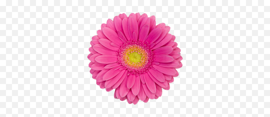 Daisy Archive Image 1542x1557 U003e Pixels - Pink Daisy Clipart Png,Daisy Png