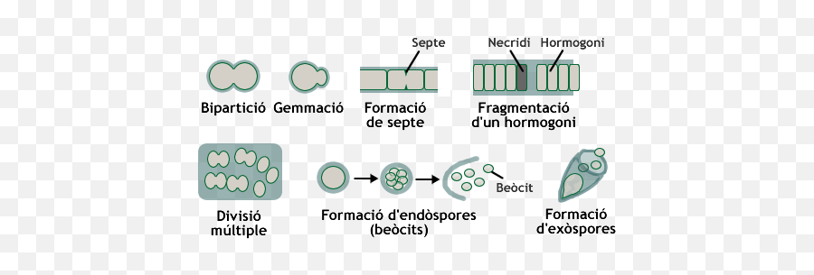 Blue - Green Algae Articles Encyclopedia Of Life Reproduccio Algues Png,Ela Bosak Icon