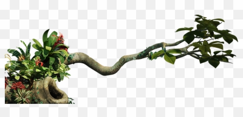 Jungle Clipart Rainforest Canopy - Jungle Vines Transparent Background Png,Tree Canopy Png