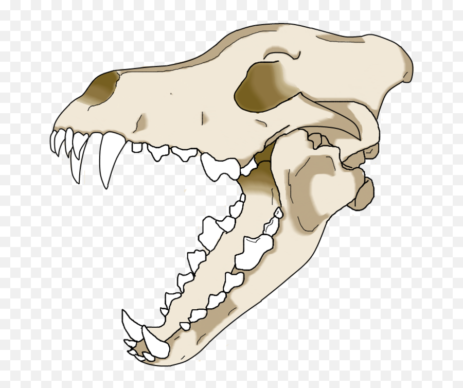 Gray Wolf Skull Drawing - Easy Wolf Skull Drawing Png,Skull Drawing Png