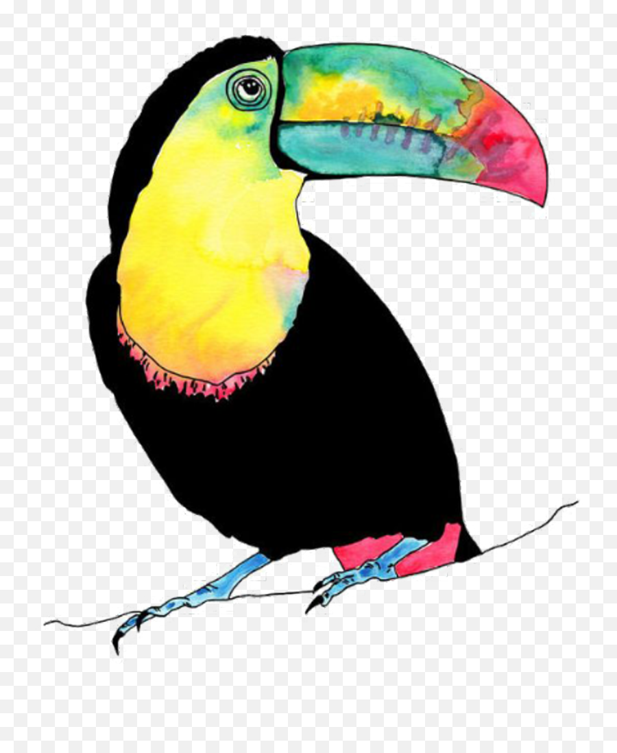 Download Tucan Bird Vogel Animal Birds Animals - Toucan Illustration Png,Tucan Png