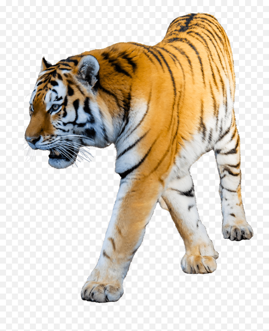 Tiger Transparent Png - Tiger Transparent Png,Transparent Png Images Download
