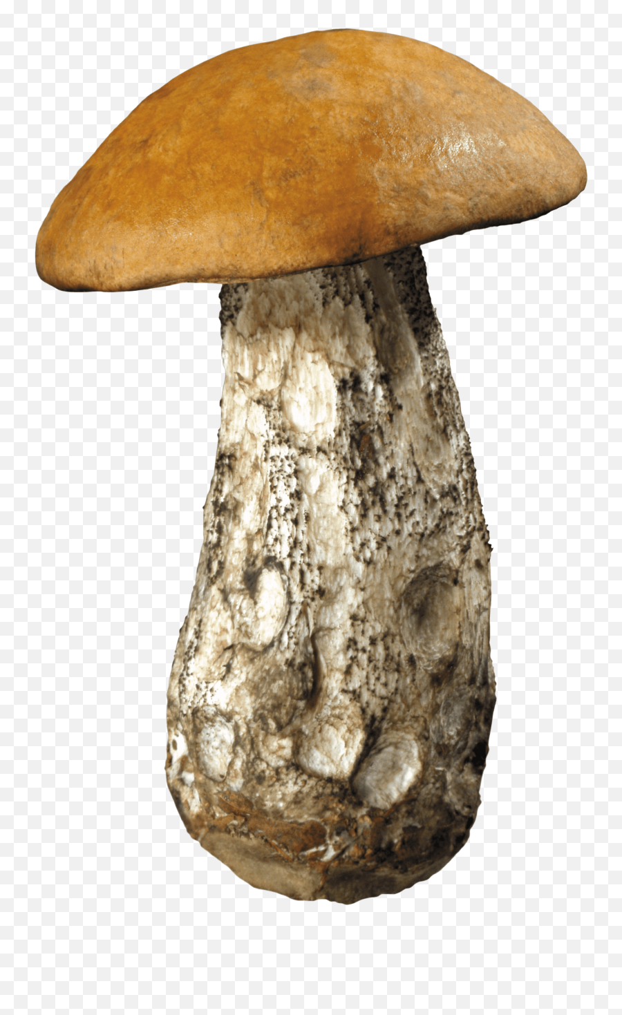 Png Transparent Images 18 - Dirty Mushroom,Mushroom Png