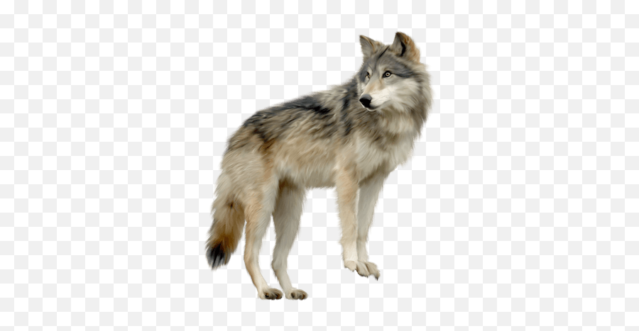 Wolves Transparent Png Images - Transparent Background Wolf Png,Wolf ...