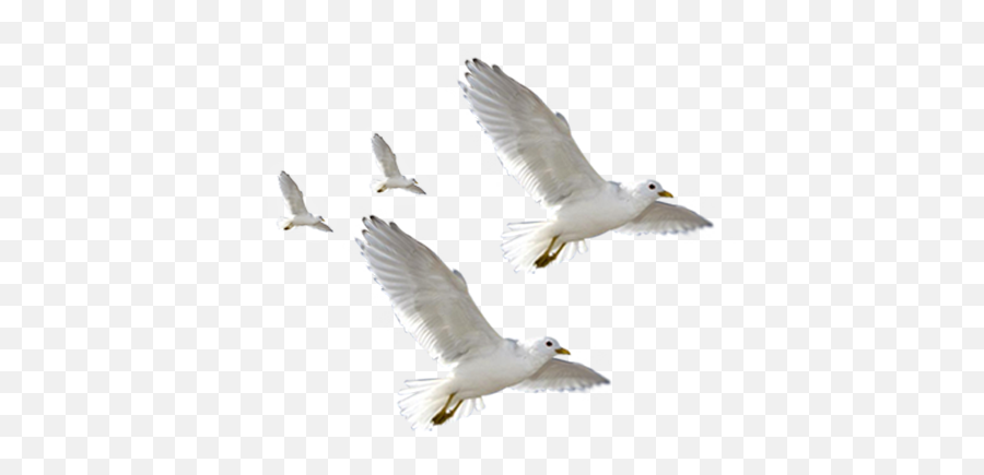 European Herring Gull Common - Flying Seagulls Png,Seagulls Png