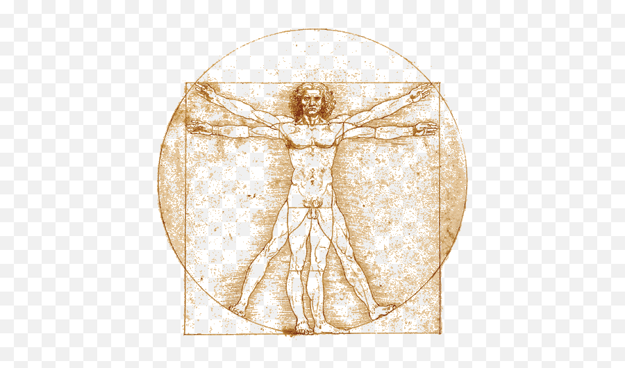 Institute For Non - Anatomy Body Leonardo Da Vinci Png,Vitruvian Man Png