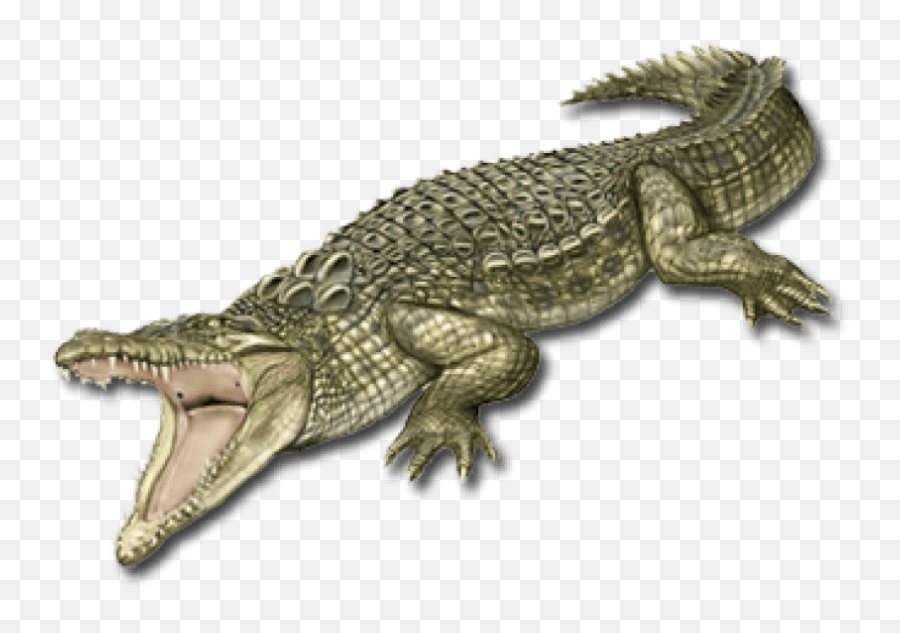 Crocodile Png Images Transparent - Transparent Crocodile Logos,Crocodile Png