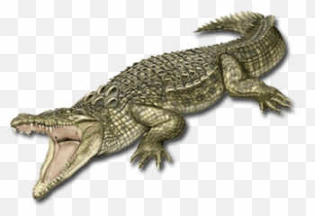 Crocodile Png Images Transparent - Logos