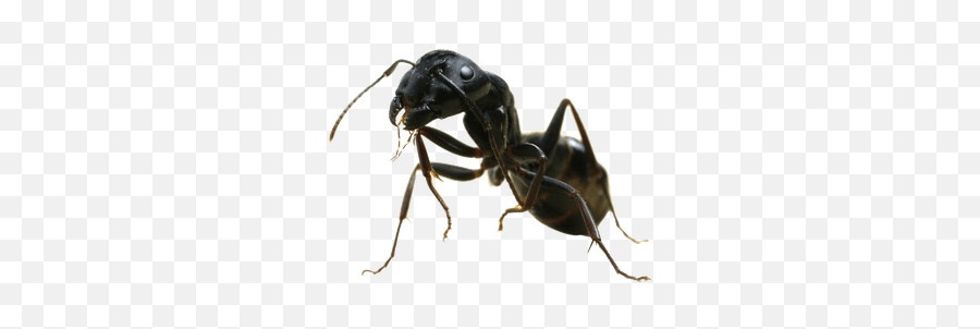 Insects Transparent Png Images - Transparent Ant Png,Insects Png