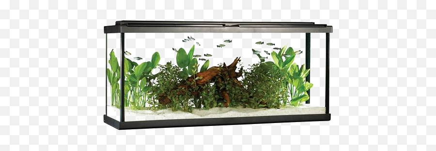 Aquarium Fish Tank Png Image Hd All - Fluval 55 Gallon Aquarium Kit,Fish Tank Png